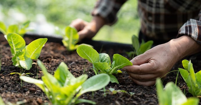 A person growing crops